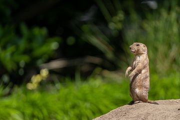 Prairiehondje op de uitkijk van Saskia Kochheim