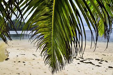 Palmbomen op tropische stranden in de Seychellen van MPfoto71