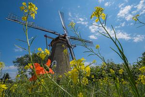 Mühle Die Kornblumenkuzel von Moetwil en van Dijk - Fotografie