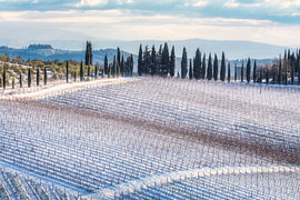 Verschneiter Chianti-Weinberg mit Zypressen in Radda im Chianti von Stefano Orazzini