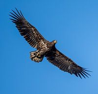 European See eagle