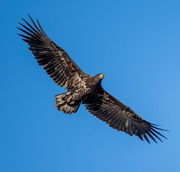 European See eagle by Robbie Nijman