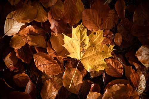 Herbstlaub im Tervurenpark