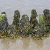 Blasentang resp Fucus vesiculosus bei Ebbe im Watt von Peter Eckert