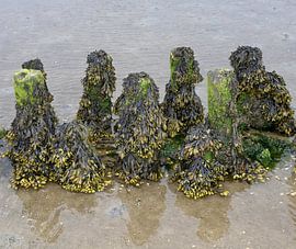 Bladderwrack or Fucus vesiculosus at low tide in the mudflats by Peter Eckert