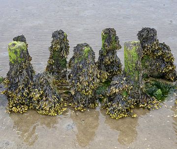 Bladderwrack or Fucus vesiculosus at low tide in the mudflats by Peter Eckert