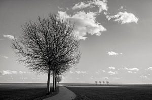 Niedrige Mittagssonne in einer trostlosen Landschaft mit wenigen Bäumen.