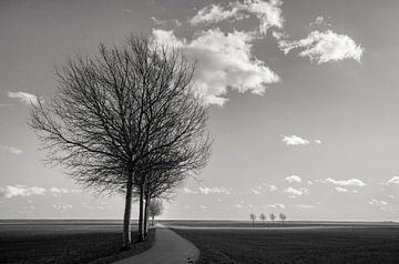 Niedrige Mittagssonne in einer trostlosen Landschaft mit wenigen Bäumen. von Bo Scheeringa Photography