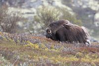 Muskusos Dovrefjell, Noorwegen