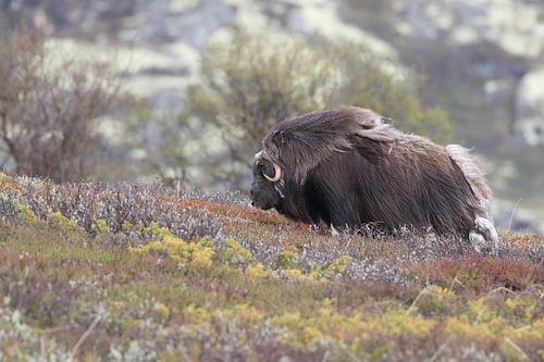 Muskusos Dovrefjell, Noorwegen