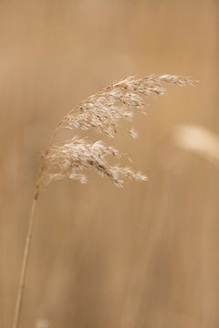 Getreidegras auf der Wiese | ländliche Natur Foto von Karijn | Fine art Natuur en Reis Fotografie