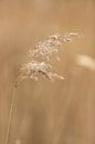 graan gras in het weiland | landelijke natuurfoto van Karijn | Fine art Natuur en Reis Fotografie thumbnail