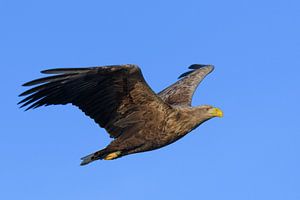 Zeearend vliegend in de lucht boven een Fjord van Sjoerd van der Wal Fotografie