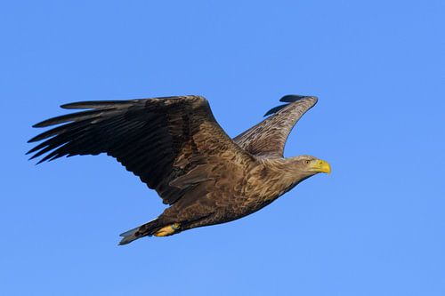 Zeearend vliegend in de lucht boven een Fjord