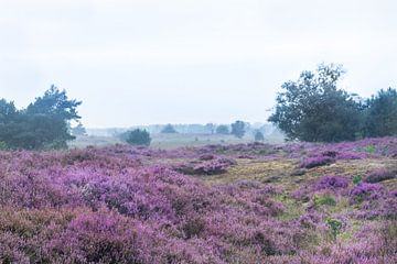 Heide landschap van Hennie Zeij