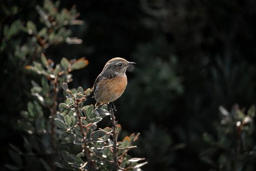 Zacht Licht op de Roodborsttapuit Intiem portret van een vogel in natuurlijke pracht