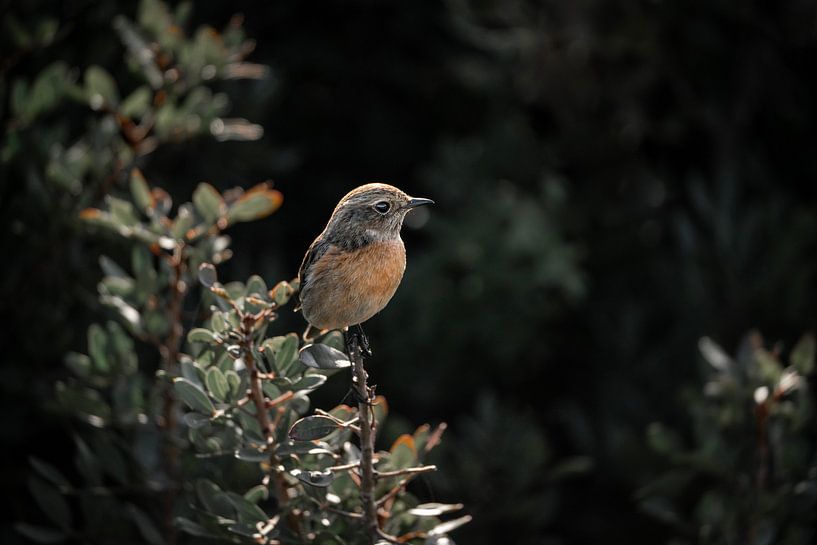 Zacht Licht op de Roodborsttapuit Intiem portret van een vogel in natuurlijke pracht van Femke Ketelaar