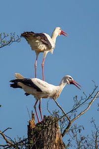 Weißstörche (Ciconia ciconia)