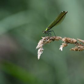 meadow brook damselfly by Mieke Verkennis