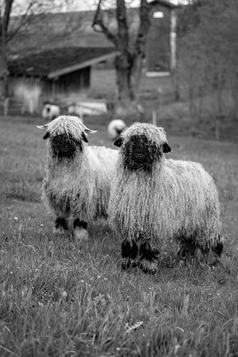 Walliser zwartneus schaap in zwart/wit