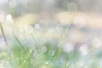 Dauwdruppels in de lente