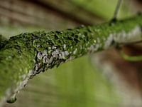 Branche envahie par la mousse - photo de Marco