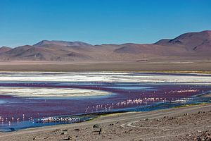 Die Flamingos der Laguna Colorada