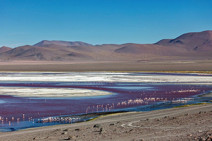 Die Flamingos der Laguna Colorada von Roland Brack