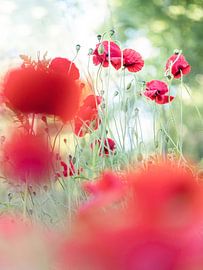 The truth of imagination