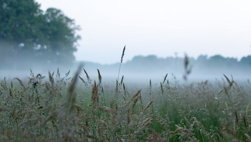 Grasveld by Merijn Ruijter