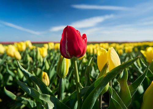 'lost tulip' by Remco Schoonderwoert