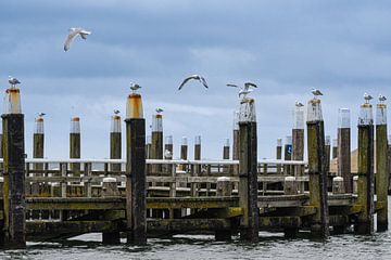 Oudeschild haven Texel sur Lies Bakker