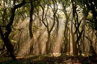 Geheimnisvollen mysteriöser Wald mit Sonnenstrahlen von @ GeoZoomer Miniaturansicht