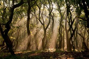 Mysterieus bos met zonnestralen
