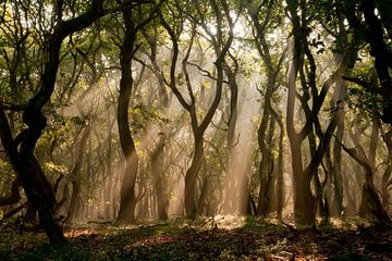 Forêt mystérieuse avec rayons de soleil sur @ GeoZoomer