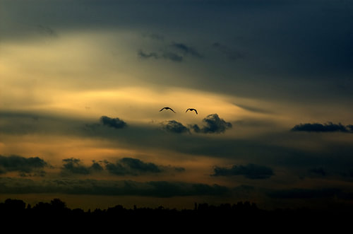 Aalscholvers