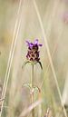 Violette Blume von Kashja Neels Miniaturansicht