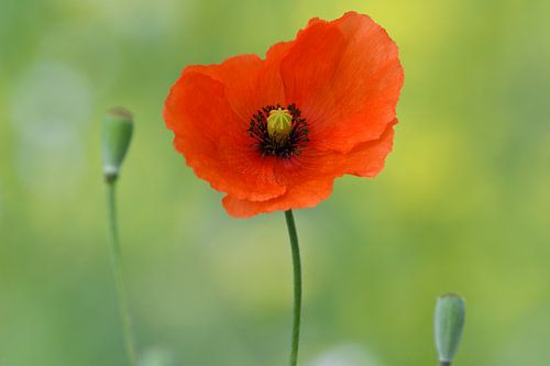 Maïs papaver