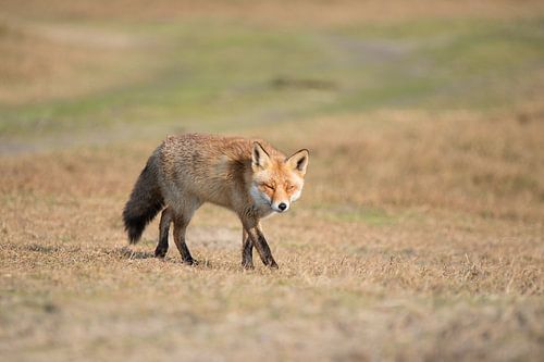 Mr. Fox by Anna Rose Hendrickx