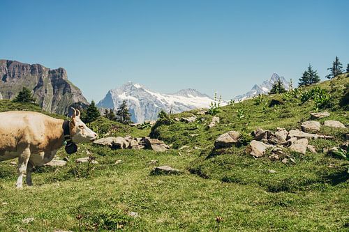 Beige Koe in de Bergen