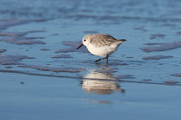 Beachcomber sur Johanna Oud