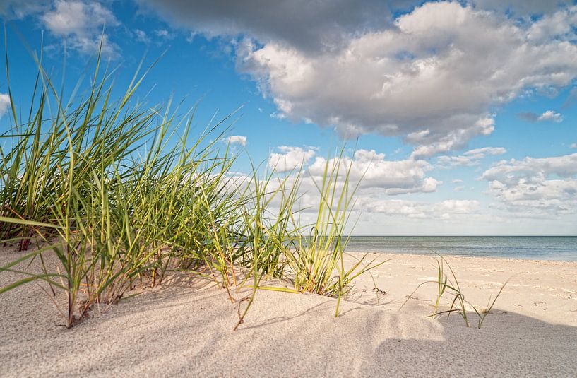 Marram grass van Dirk Thoms