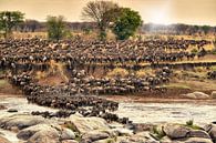 herd of  wildebeest crossing Mara River on annual migration by Jürgen Ritterbach thumbnail