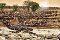 Herde Gnus ueberqueren bei ihrer jaehrlichen Wanderung den Mara Fluss