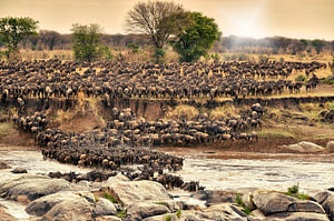 Herde Gnus ueberqueren bei ihrer jaehrlichen Wanderung den Mara Fluss