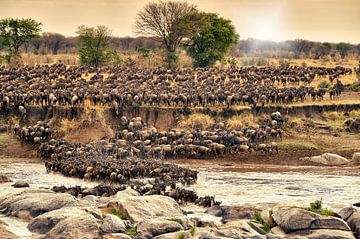 herd of  wildebeest crossing Mara River on annual migration by Jürgen Ritterbach