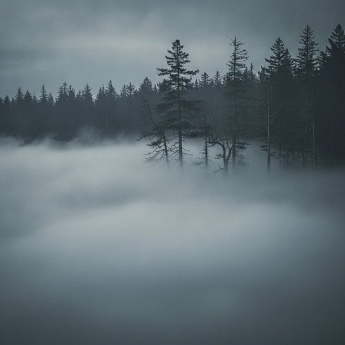 Tevoorschijn komen uit de stille mist