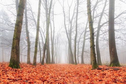 Mistige ochtend in het Roekelse bos