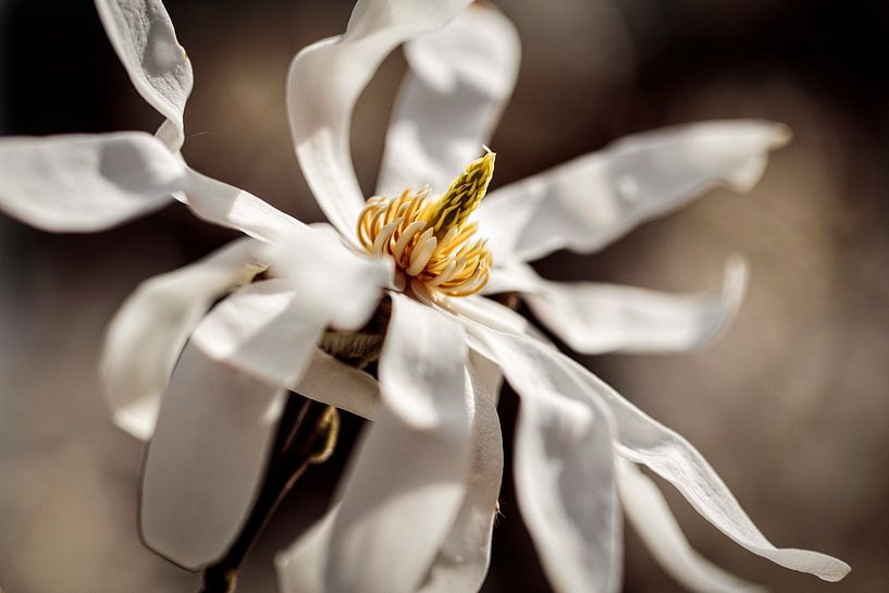 Magnolia by Rob Boon