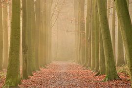 Baumtor im Morgenlicht / Goldene Stunde / Naturfotografie von Anke Sol